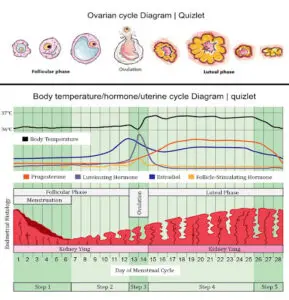 Uterine Lining Diagram