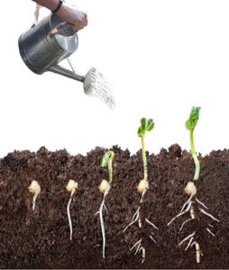 Watering can watering vegetables as they grow